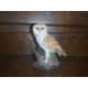 The country bird Collection The barn owl "La Chouette effraie" sculpted by andy Pearce