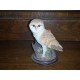 The country bird Collection The barn owl "La Chouette effraie" sculpted by andy Pearce