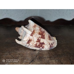 Coquillage Polynésien