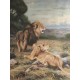 Huile sur toile lions dans la savane signée