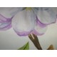 Coussin blanc et coloré à motif de paon et de fleurs 45 x 45